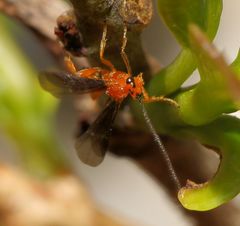 Rogadinae
