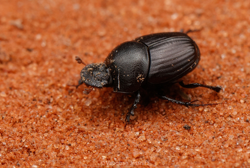 Onthophagus gonopygus