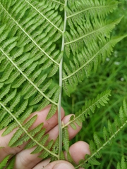 Athyrium rubripes
