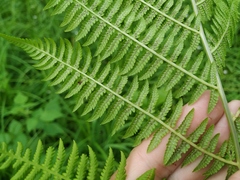 Athyrium rubripes