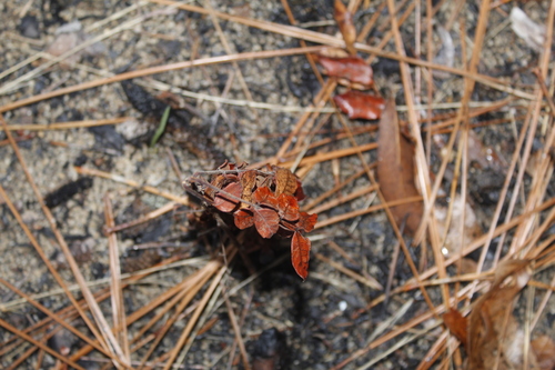 Image of Rhus michauxii by (c) Alex Karasoulos, some rights reserved (CC BY)
