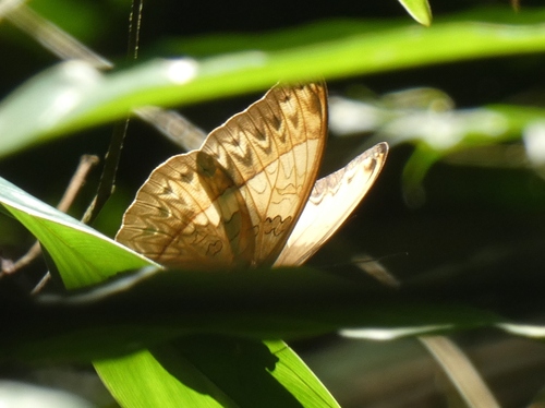 Cymothoe capella