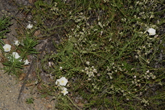 Calystegia macrostegia tenuifolia