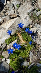 Gentiana bavarica subacaulis
