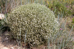 Stellaria dichotoma