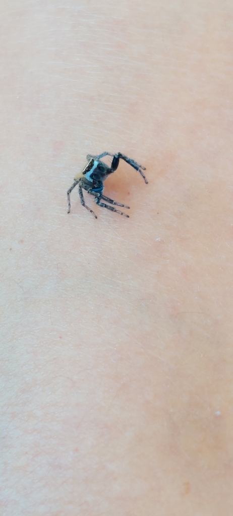 Aphirape riojana