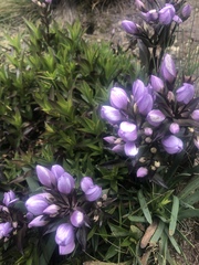 Gentianella foliosa