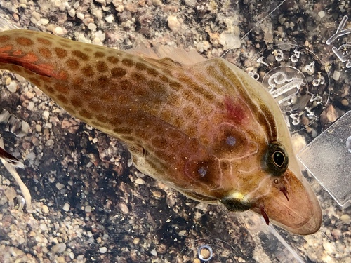 Cornish Sucker