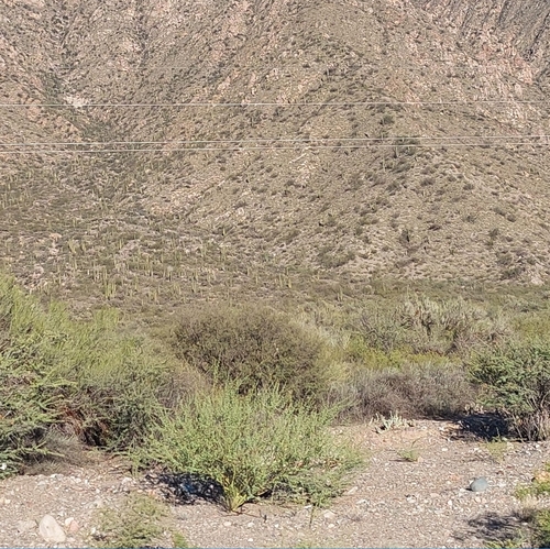 Image of Parkinsonia praecox by (c) Lauu, some rights reserved (CC BY)