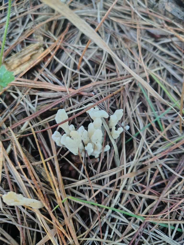Clavulina rugosa · February 2025 · photo: © seanachten (iNaturalist, cc-by)