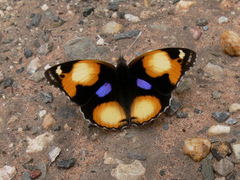 Junonia hierta cebrene
