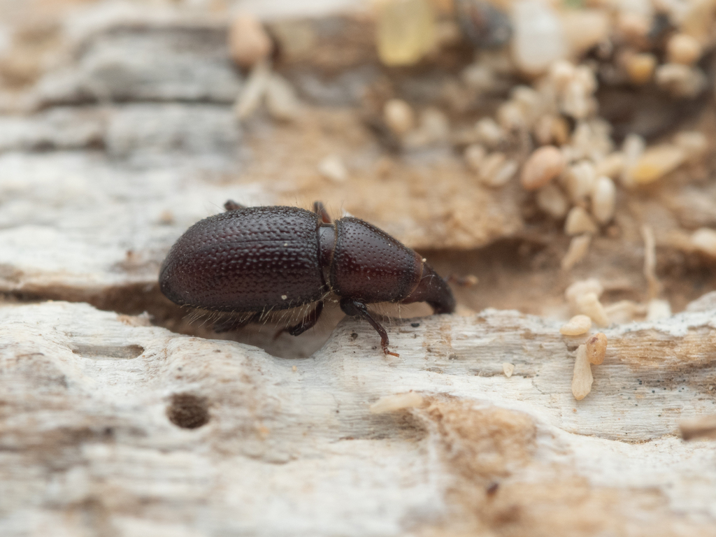 Pentatemnus