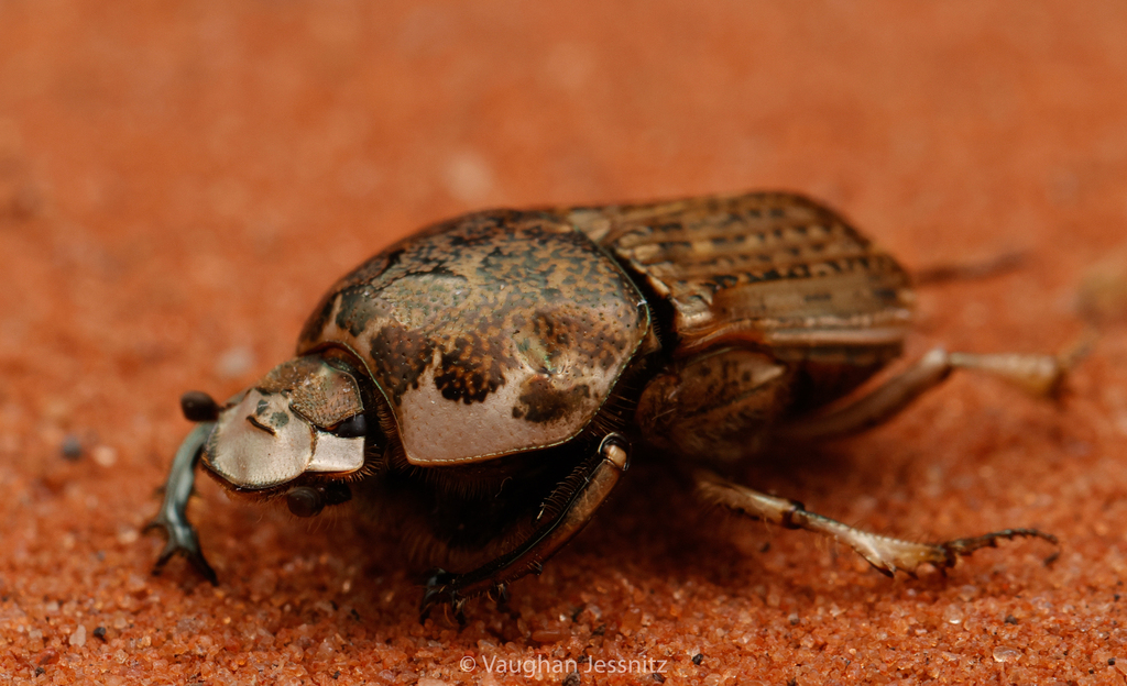 Cheironitis indicus