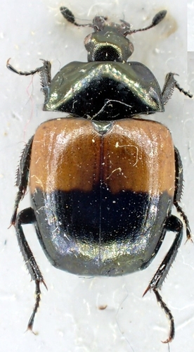 Sphaerites dimidiatus