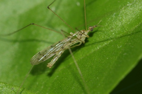 Geranomyia circipunctata