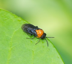 Tethida barda