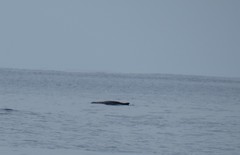 Kogia breviceps