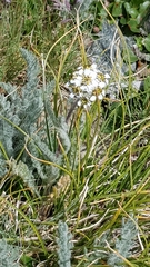 Achillea nana