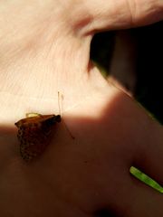Melitaea didyma