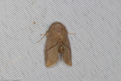 Apoda latomia