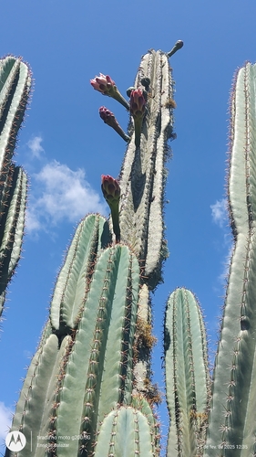 Image of Cereus hildmannianus by (c) Enrique Salazar, some rights reserved (CC BY)