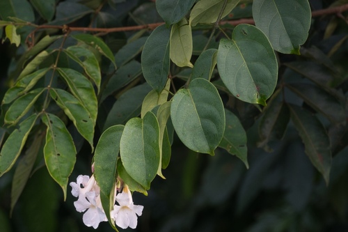 Foto de Trombeta-chinesa