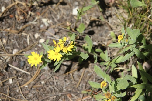 Rockyscree False Goldenaster (Heterotheca resinolens)