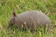 Seven-Banded Armadillo photo 2