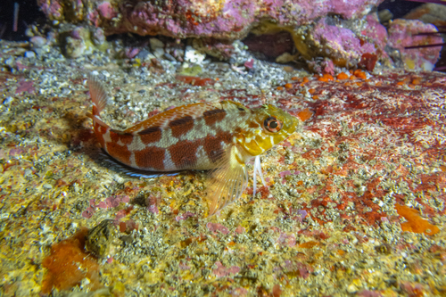 Banded triplefin (Forsterygion malcolmi) — Tripterygiidae
