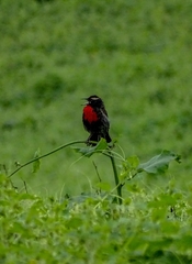 Leistes bellicosus