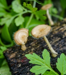 Fungi