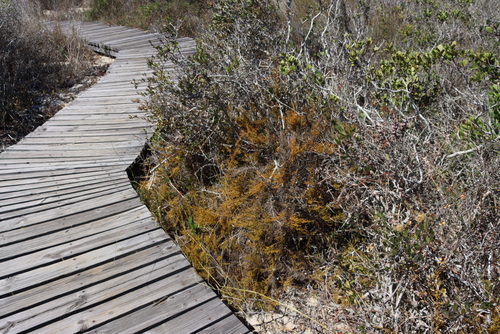Image of Spiny Rootthug by (c) Tony Rebelo, some rights reserved (CC BY-SA)