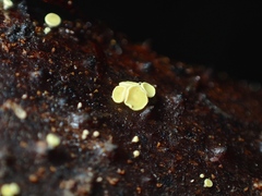 Lachnum pteridophyllum