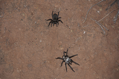 Idiommata scintillans