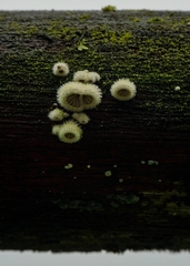 Fungi