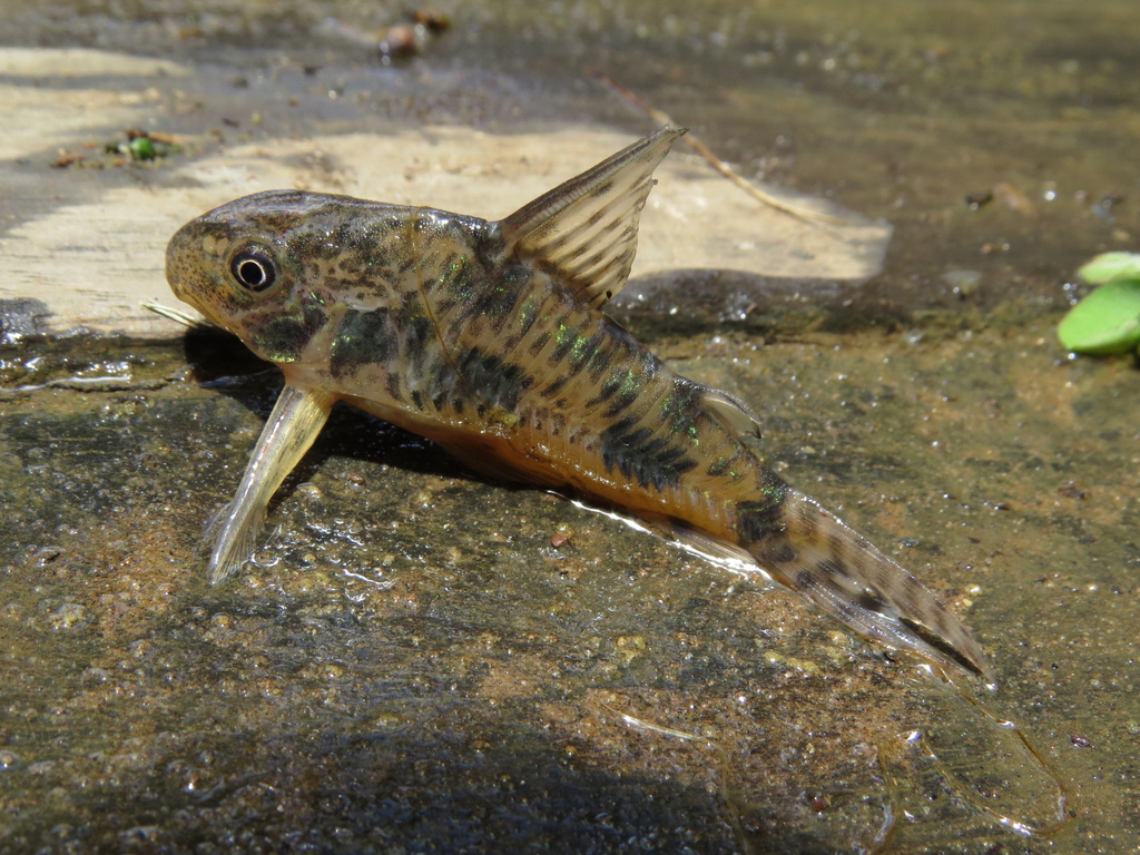 Peppered Cory (Corydoras paleatus)