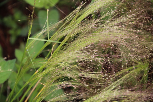 Agrostis montevidensis, 2025-02-22