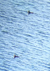 Melanitta stejnegeri