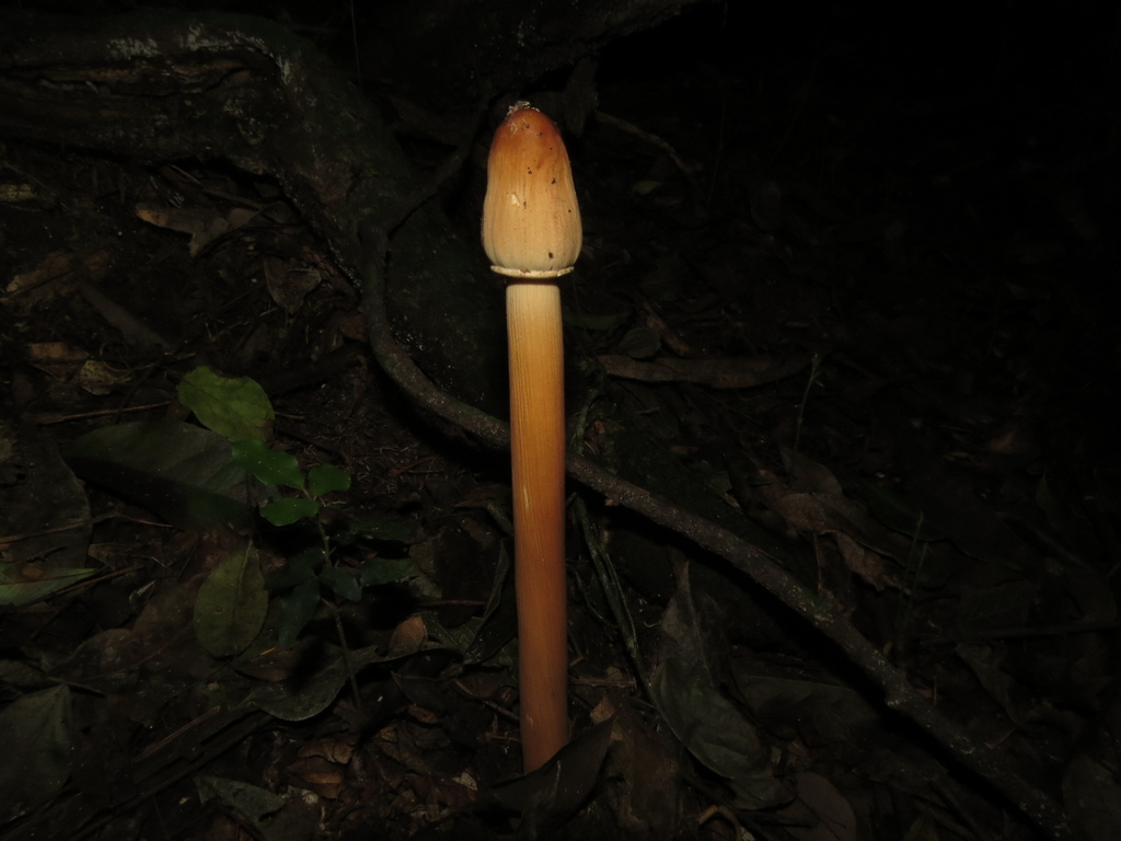 Macrolepiota capelariae · February 2025 · photo: © lucasmantelo (iNaturalist, cc-by)