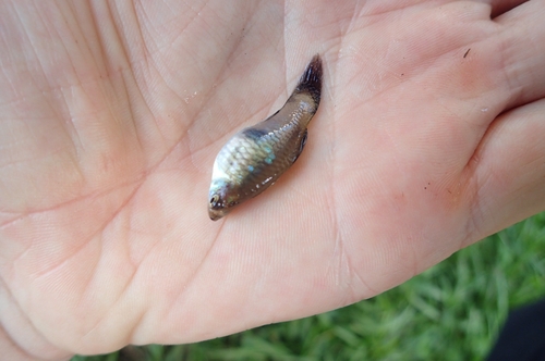 Moon (Xiphophorus maculatus) — Poeciliidae — 3