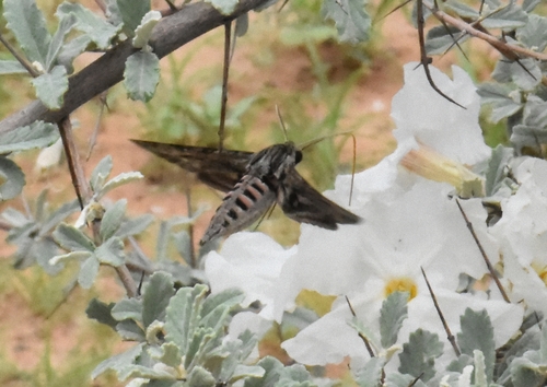 Convolvulus Hawkmoth