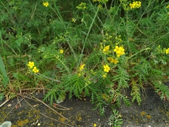 Potentilla chinensis