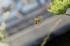 Araneus diadematus