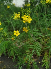 Potentilla chinensis