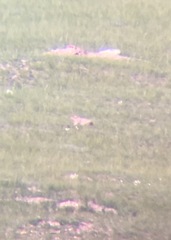 Marmota sibirica