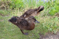 Anas platyrhynchos