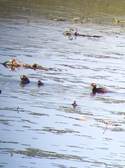 Podiceps auritus auritus