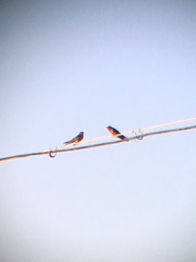 Hirundo rustica tytleri