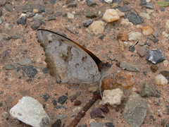 Junonia hierta cebrene