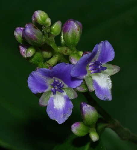 Foto de Ginger azul